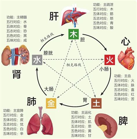 五行对应的器官|中医蕴含的五行学说，五脏之间的关系